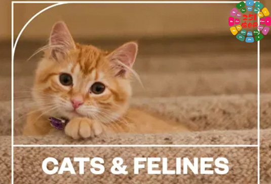 猫科动物音效 Blastwave FX Cats and Felines WAV